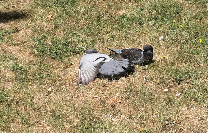 pigeon
                                      sun bathing