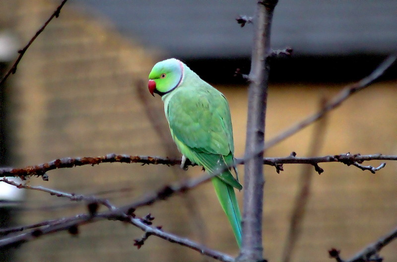 Ring
                                          necked parakeet