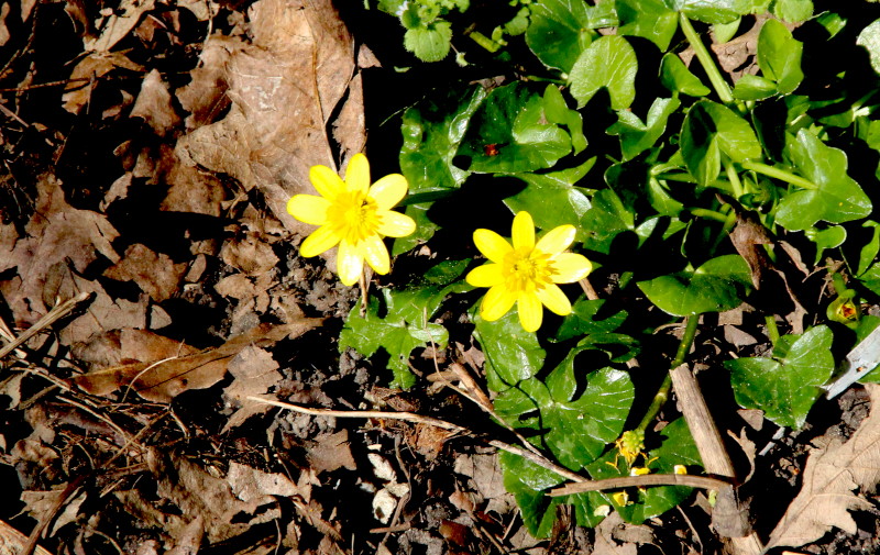 yellow flowers
