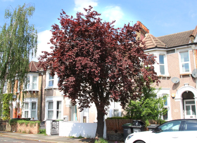maple tree - I think