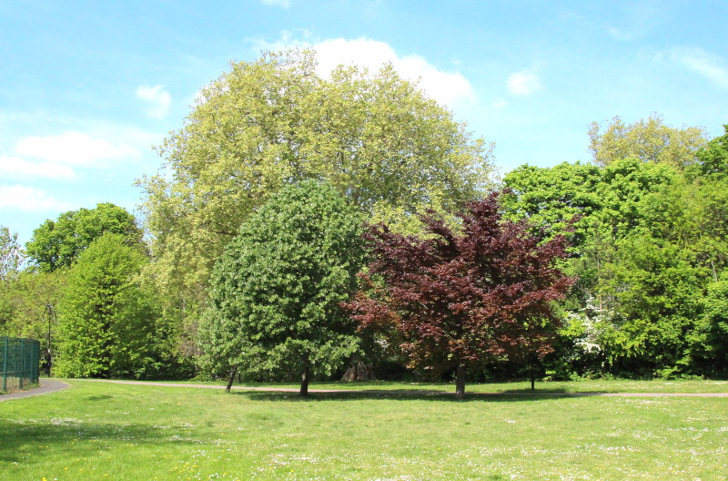 multicoloured trees