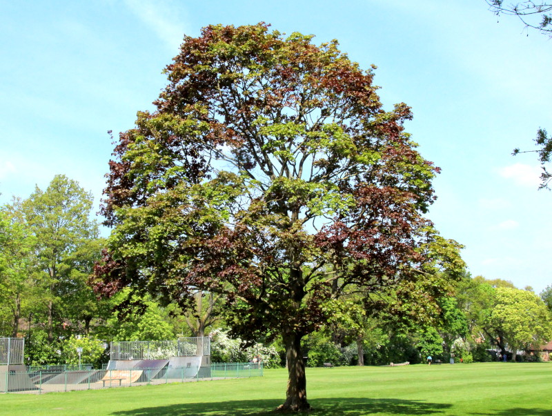 dual coloured tree