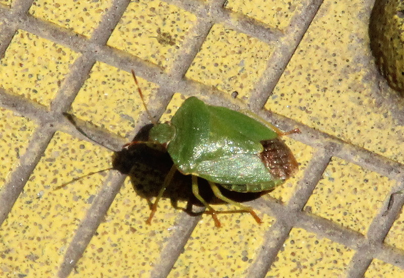 green shield bug