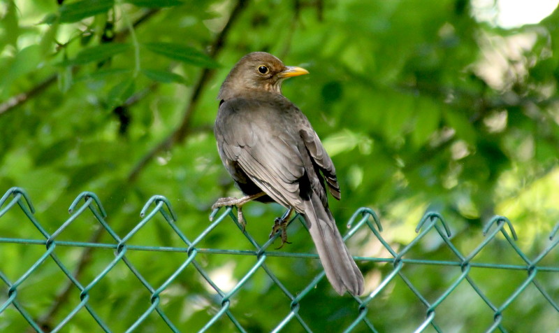 Mrs Blackbird