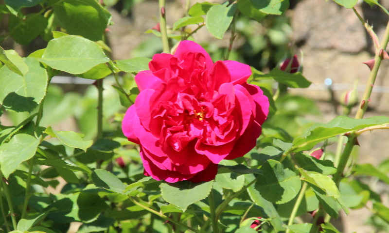 pink rose
