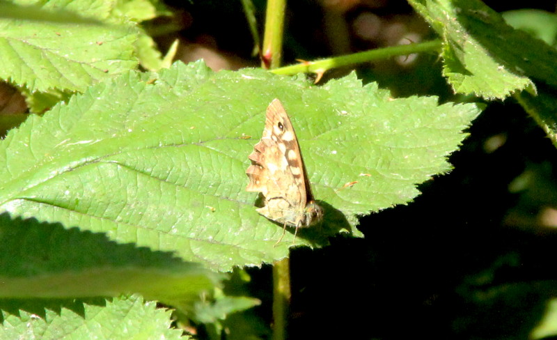brown
                                      butterfly