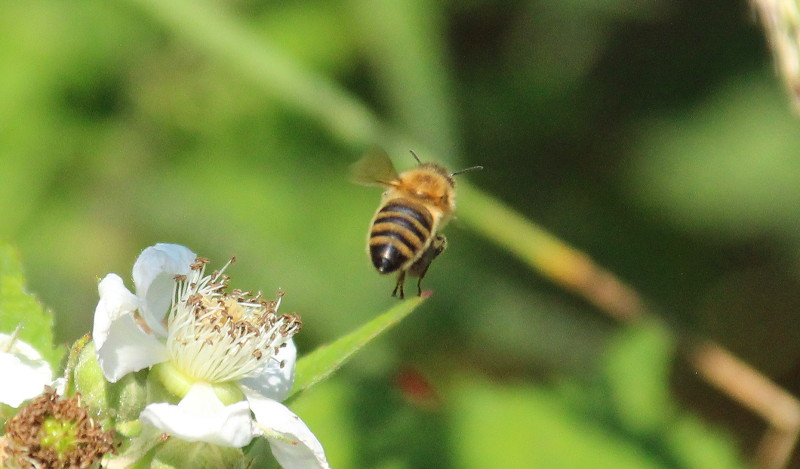worker
                                      bee