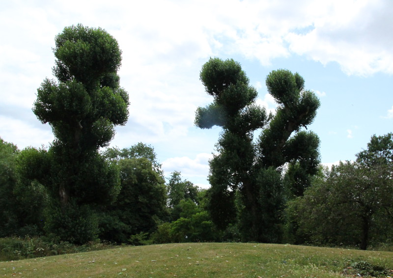 sinister
                                      trees