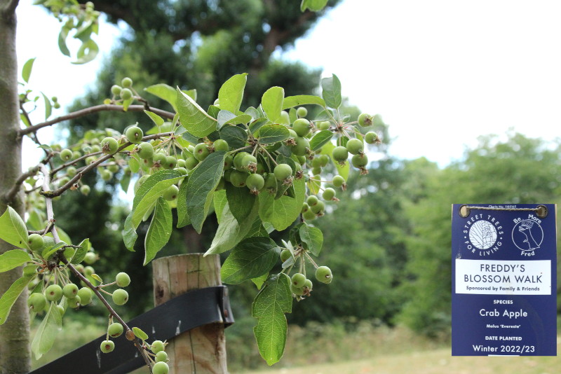 crab
                                      apple trees