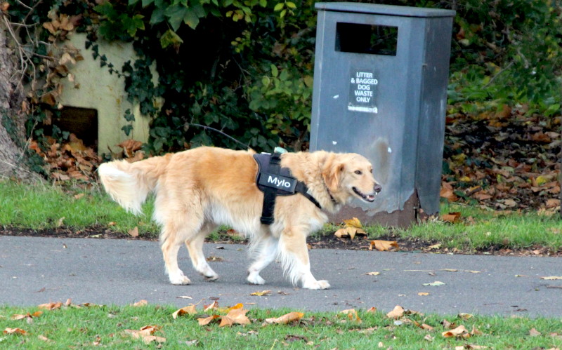 nice
                                      looking dog