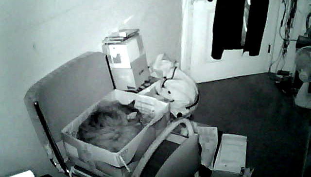 Fluffycat viewed using infra
                                      red