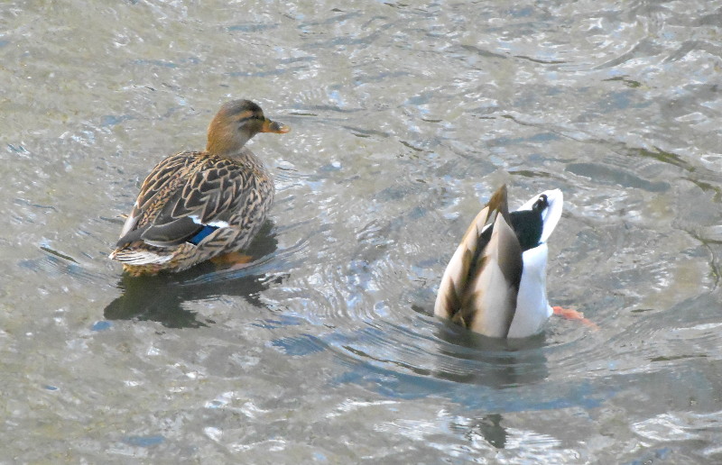 upside
                                      down duck