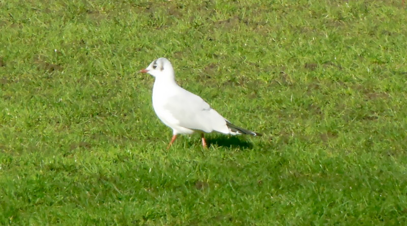 gull