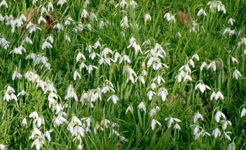 a sea of
                                      snowdrops