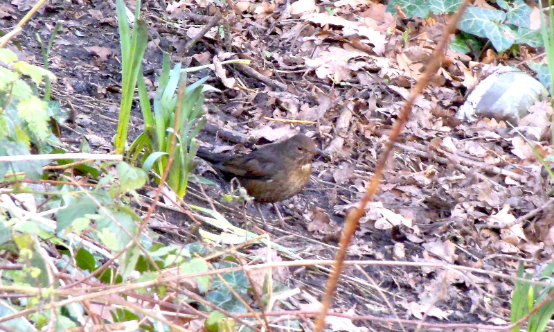 Blackbird hen