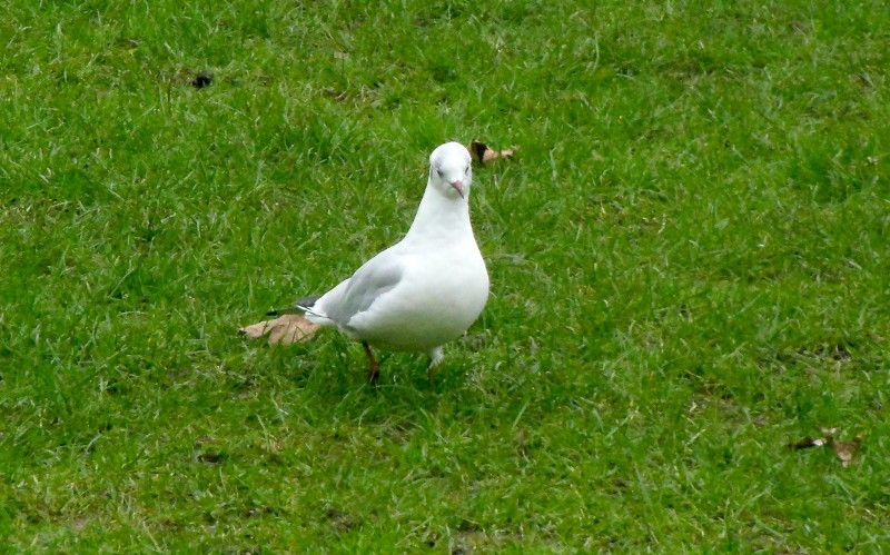 chip
                                          stealing seagull