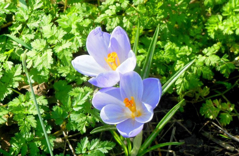 pale
                                          blue crocus