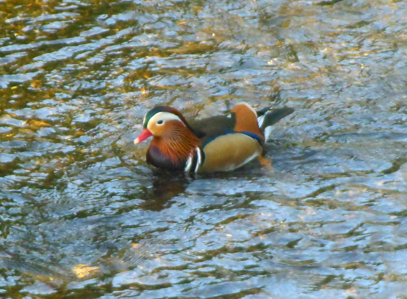 Mandarin duck