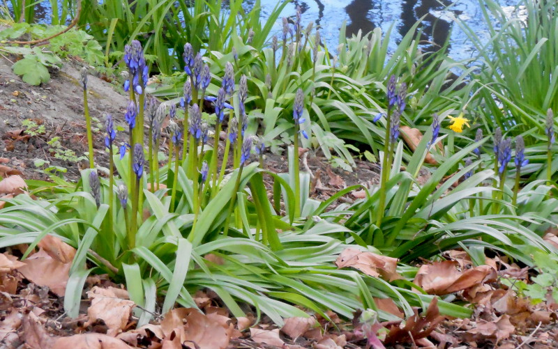 more
                                          bluebells