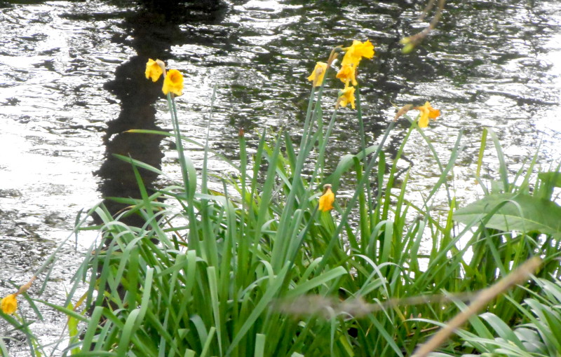 daffodils begining to
                                          wilt