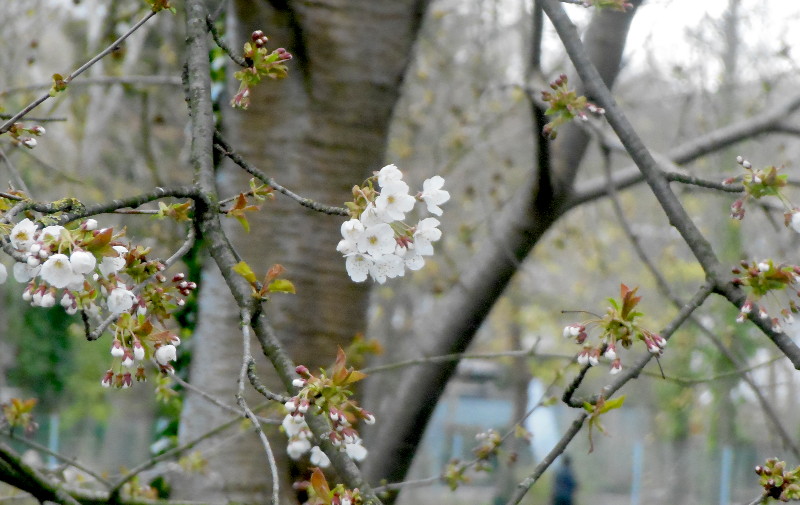 tree
                                          blossom