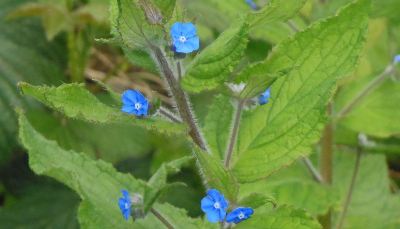 False nettle