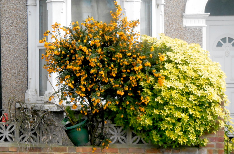 bright ornage flowers on
                                          a shrub
