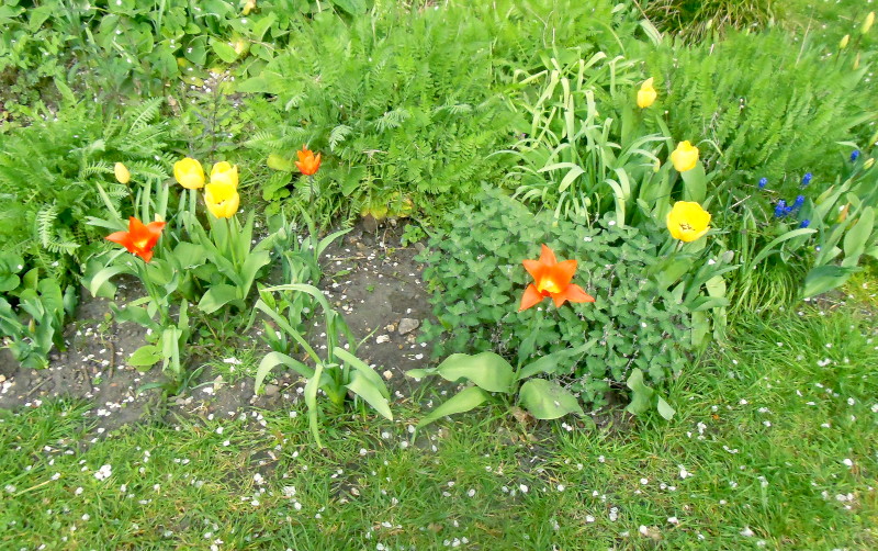 red and
                                      yellow tulips