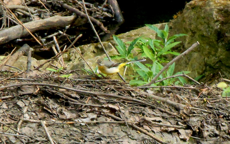 grey
                                      wagtail