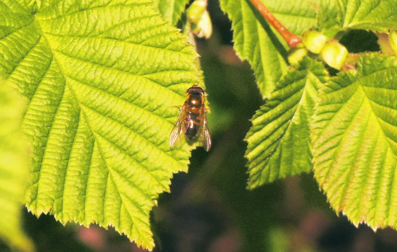 hoverfly