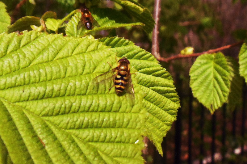 another
                                      hoverfly