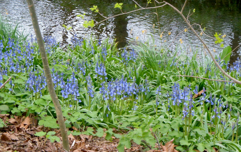 bluebells