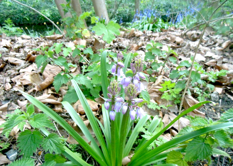 lilac
                                      bells