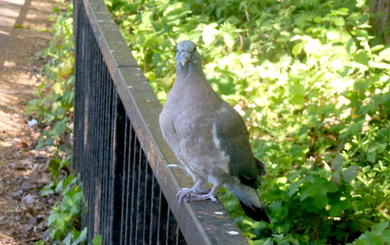 very
                                          grey pigeon
