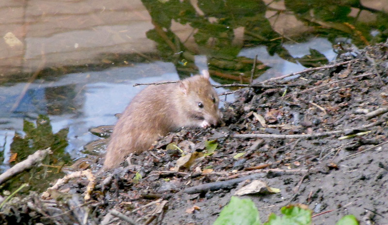 rat