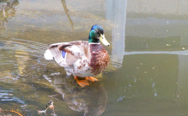 duck