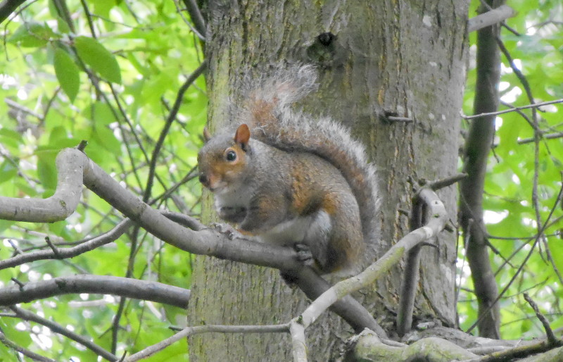 squirrel
