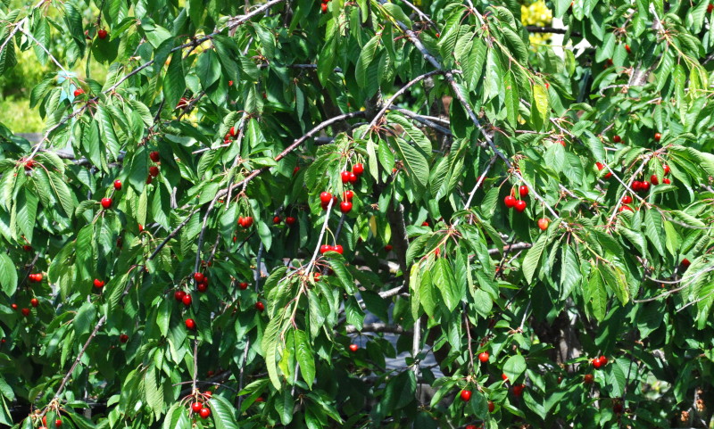 closer look at cherries