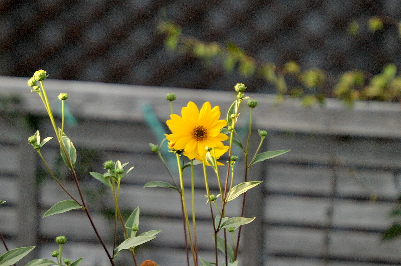 small sunflower