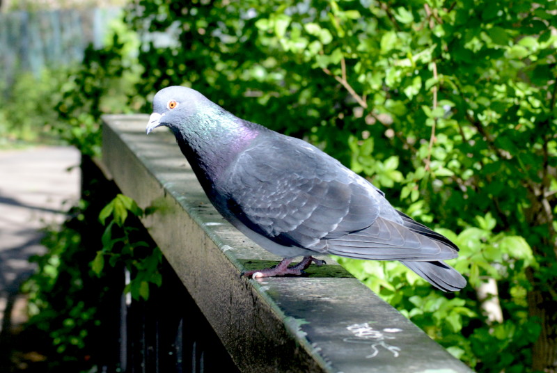 Pigeon on bridge parapet
