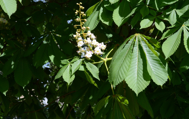 conker tree flowers