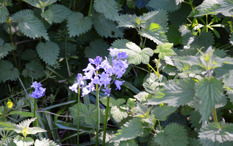 bluebells and nettles