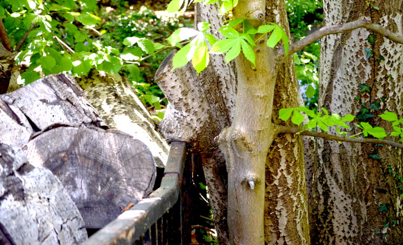 tree growing around a
                                          railing