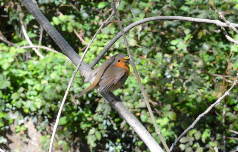 Robin