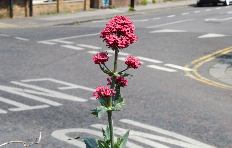 A
                                          plant I can't name