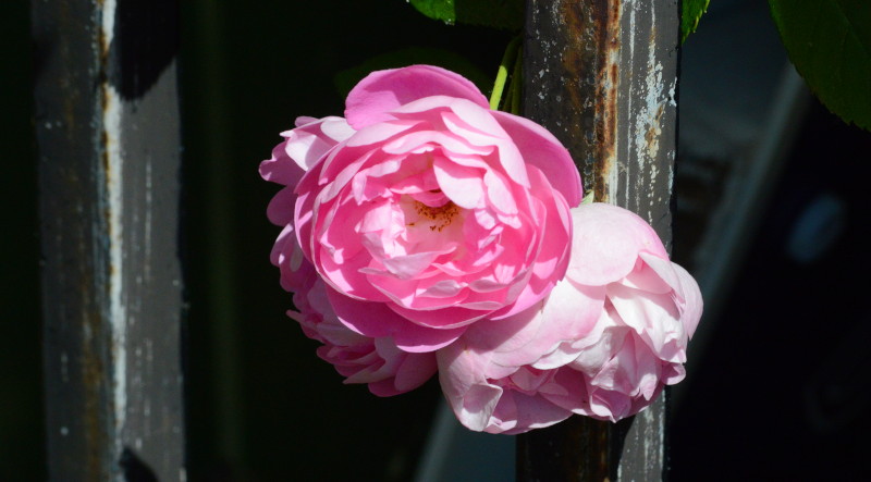 red
                                          rose