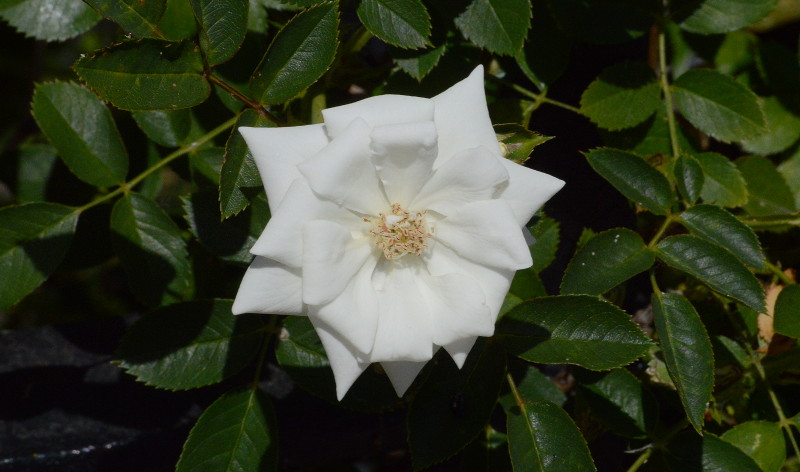 white rose