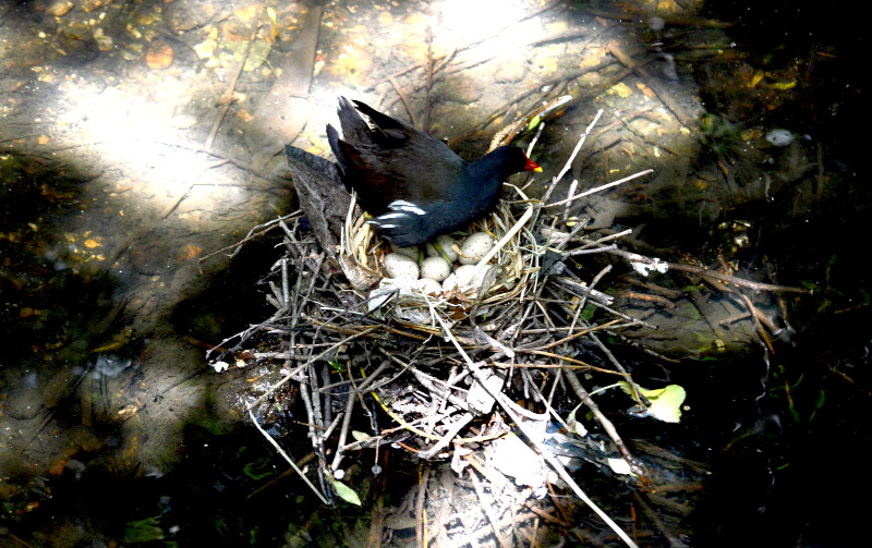 Moorhen on nest