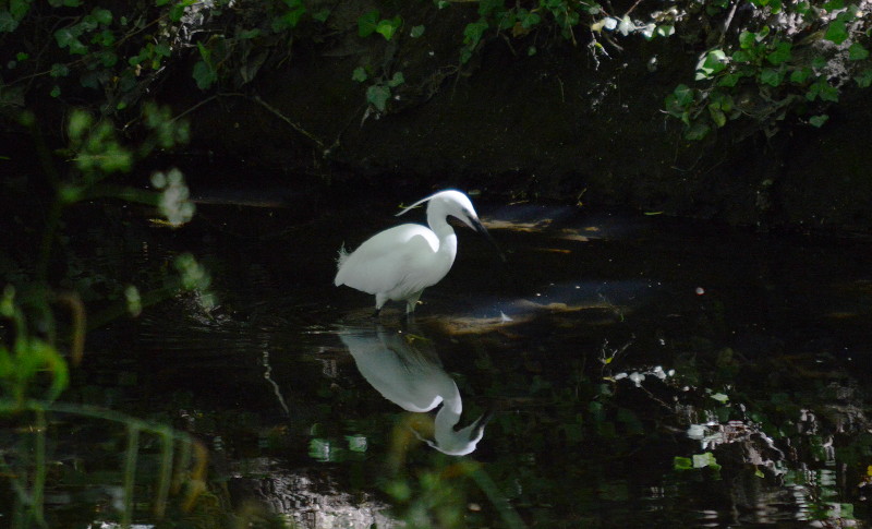 egret