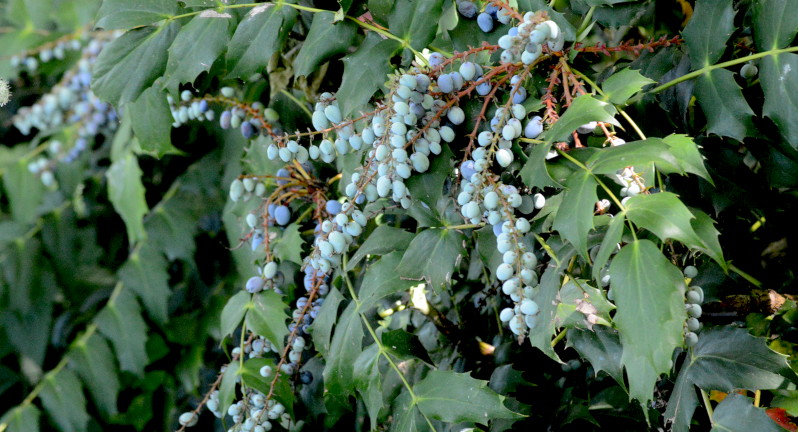 berries